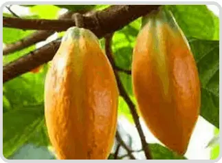 Mitolyn ingredient-5